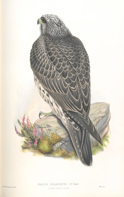 Illustration of Falco Islandus by John Gould